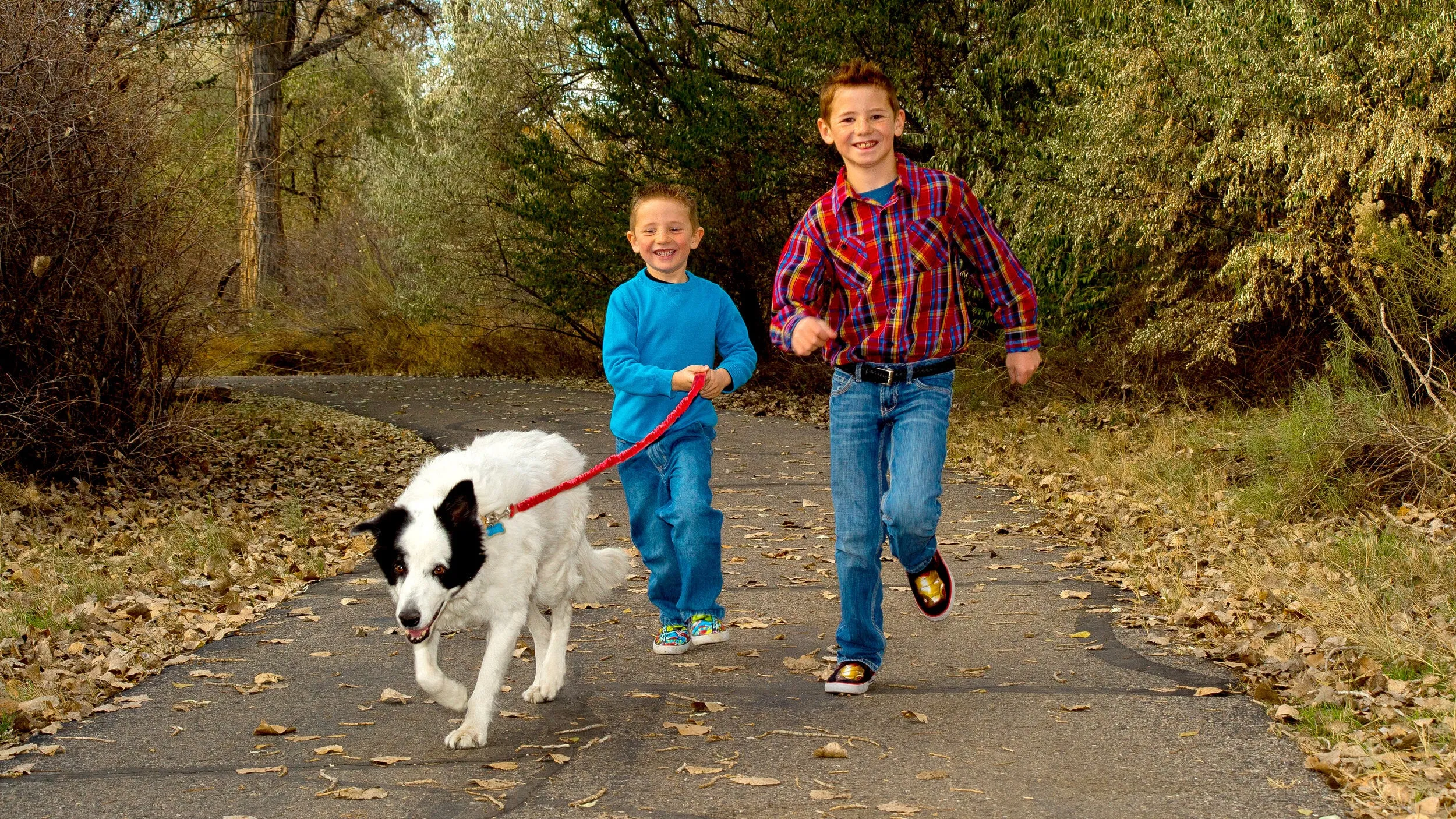 Dog Leash TowWhee