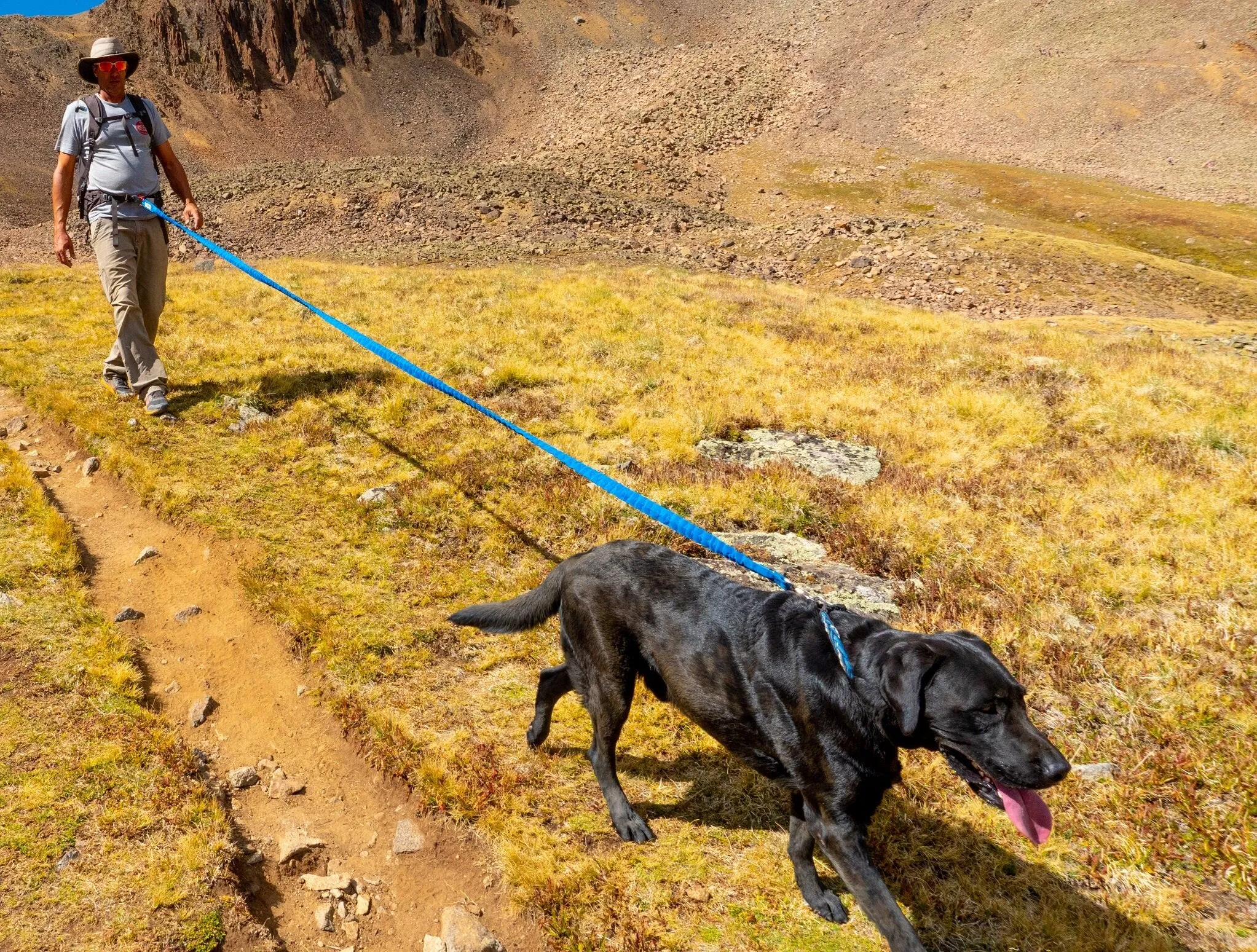 Dog Leash TowWhee