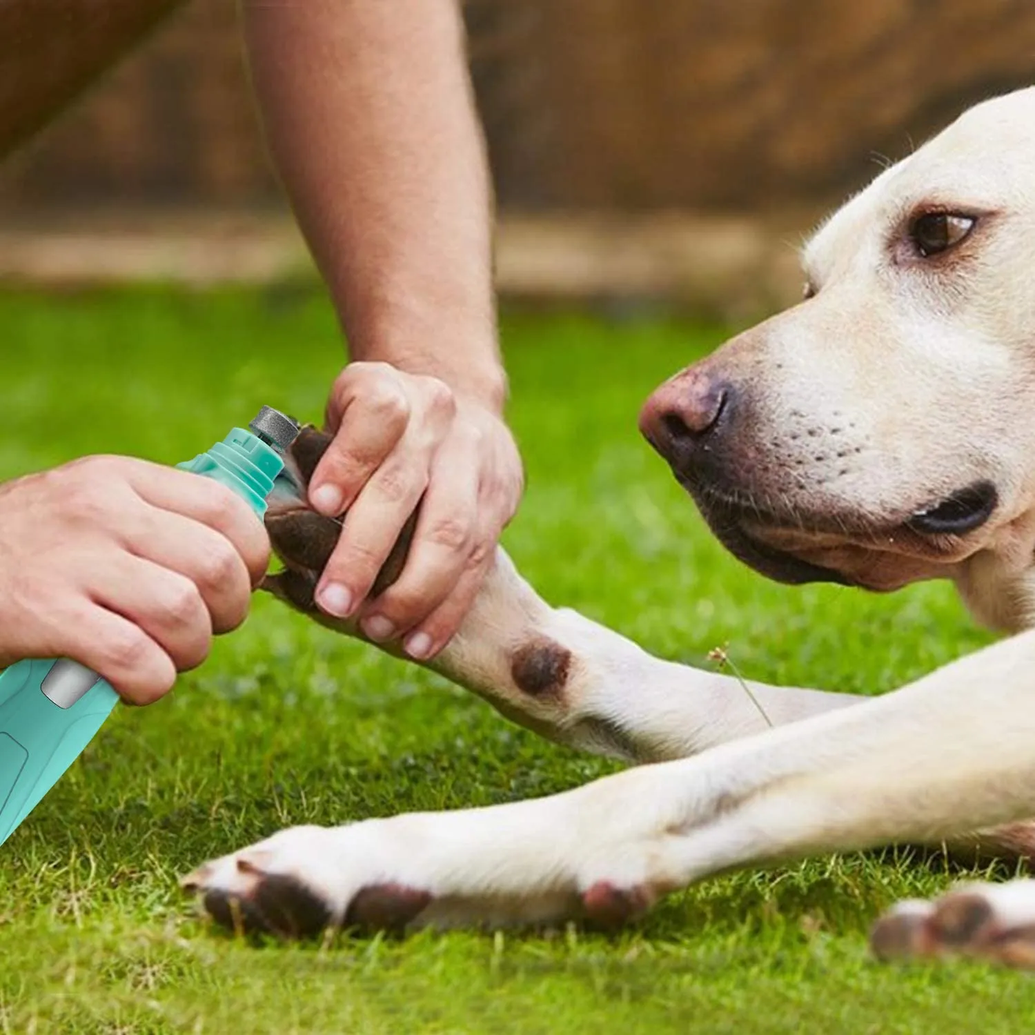 New Toozey Professional Rechargeable Nail Grinder for dogs & Cats! 2-Speed  with 2 Grinding Wheels, Low Noise, Painless!