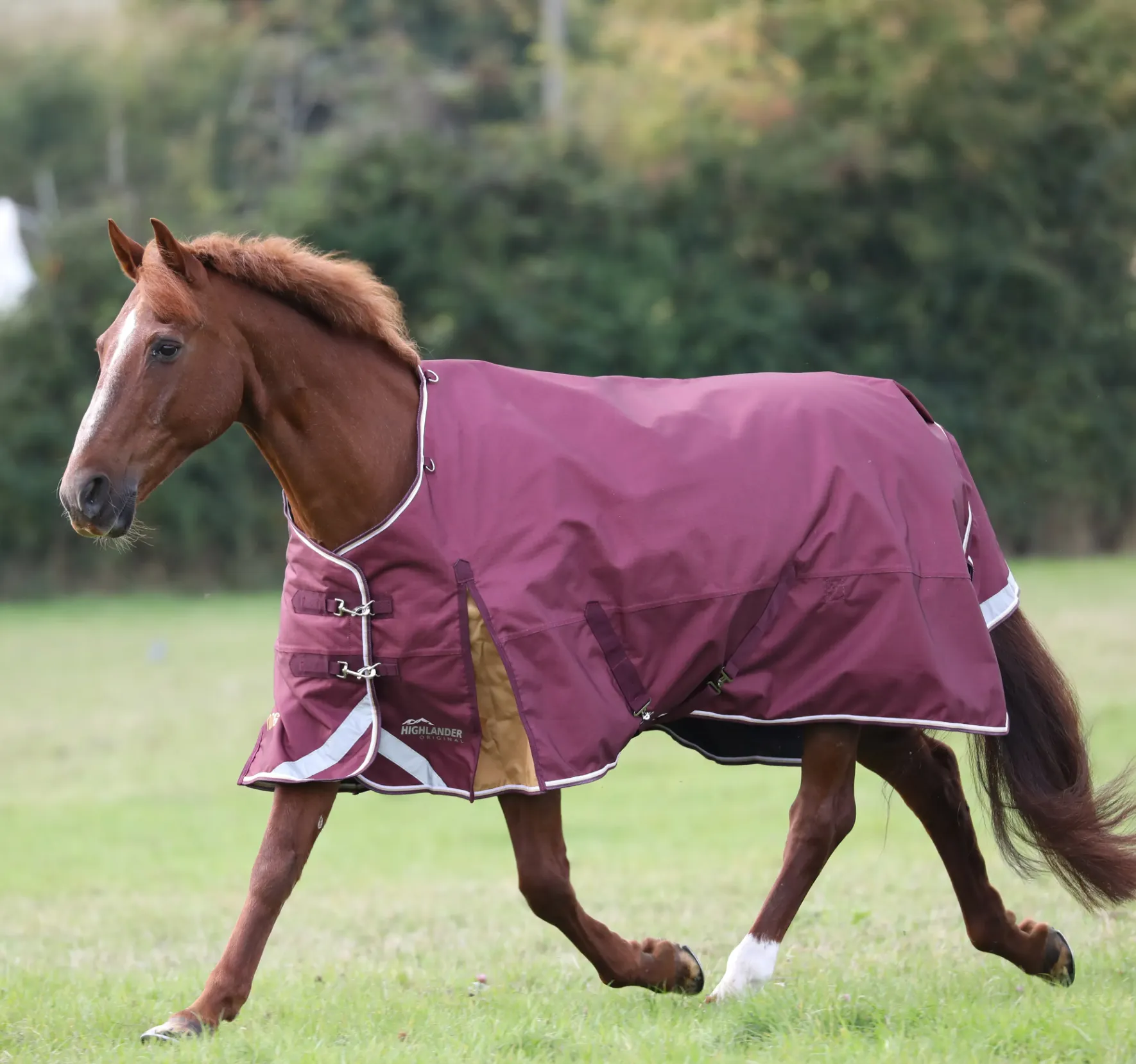 Shires HIGHLANDER PLUS 100 STANDARD NECK