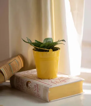 Yellow Bucket Planter